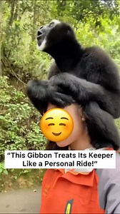 Have you ever seen a keeper walk around with a gibbon sitting right on their head — chatting the whole way? This gibbon is that affectionate and clingy, treating its keeper like a personal ride! Gibbons are known for their gentle nature and love giving hugs to humans and even to each other. They walk in a funny way because they have no tails and need to raise their hands for balance, but once they climb a tree, they move like flying acrobats! Just don’t be fooled by their sweetness — once they s