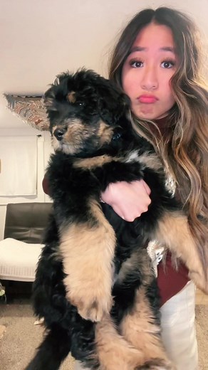 ever heard of a huskydoodle? well, now you have! meet my sweet boy, atlas 🐶✨ #fypシ #fyp #trending #doodlepuppy