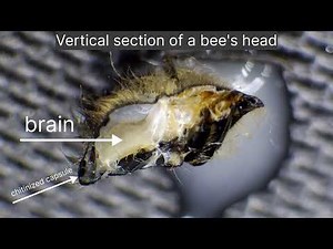 Anatomy. Elements of the bee's head