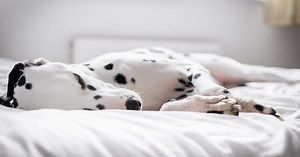 Here’s Why Sleeping With Your Dog Is Actually Good For You