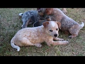 6 Weeks Mini Heeler Puppies