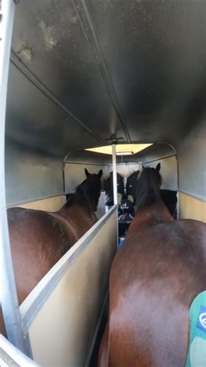 Go week end a la plage 🌴 #horses #love #fun #vacances #beach #plage #horseoftiktok #cavalier