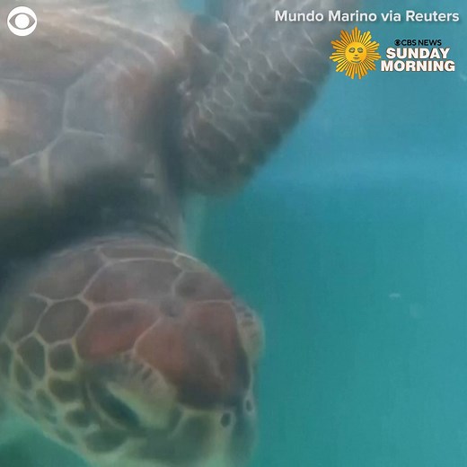Six sea turtles returned to the ocean off the coast of Argentina on Wednesday. The animals were nursed back to health after they were rescued from fishing nets and some were found to have plastic in their bodies. | CBS Sunday Morning