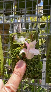 1.1K reactions · 30 shares | Itty-bitty with “Alien coming out of it”  Andy’s description of Epigeneium sanseiense from Taiwan. It is similar to Epigeneium fargesii from China. #andysorchids #rareorchids #orchidspecies #orchid #orchidlover #loveplants #rareplants #terrarium #epigeneium #wowplant #encinitas #california #orchidcollection | Andy's Orchids | Facebook