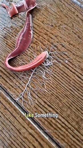 This Worm’s Hidden Power Will Shock You #CrazyNature #ScienceExplained #ViralVideo