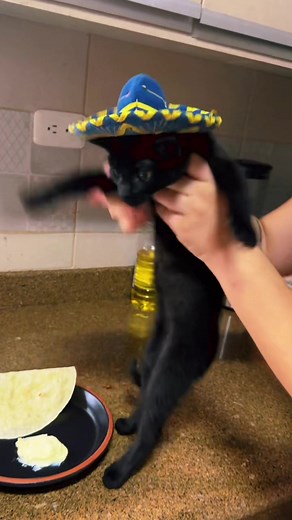 Baile de la Quesadilla: Queso y Tortilla 🧀 ft. Gatos Negros y Equipo Chicas