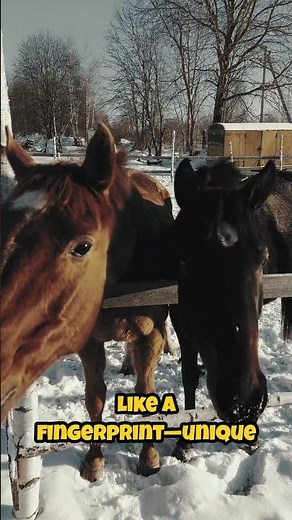 Why Do Horses Neigh? 🐴 The Science of Horse Communication!