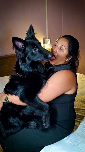 Hum Fox Hai | #shorts #camerababa #gsd #dog