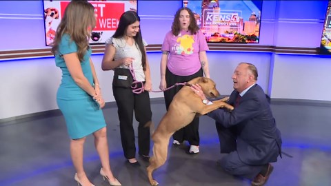 PET OF THE WEEK | Maxine, the 1-year-old Terrier mix with a spirit full of energy, awaits adoption