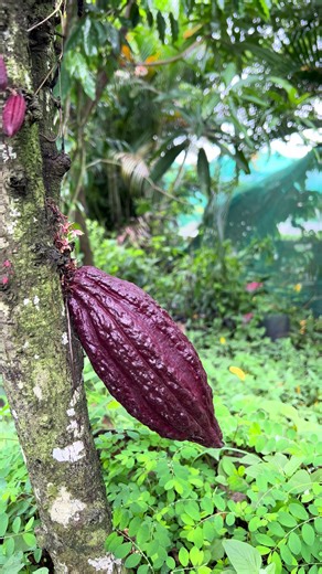 Exploring Fijian Cocoa Balls and Chocolate Trees