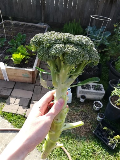 Comment cultiver du brocoli à la maison dans des conteneurs | Recettes et Astuces maison