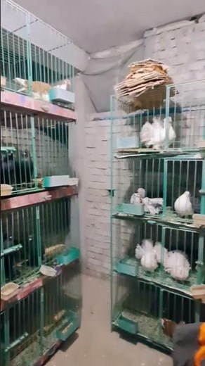 Beautiful Pigeon Collection Inside a Room | Fancy Pigeons in Cages | Pigeon Lovers Video