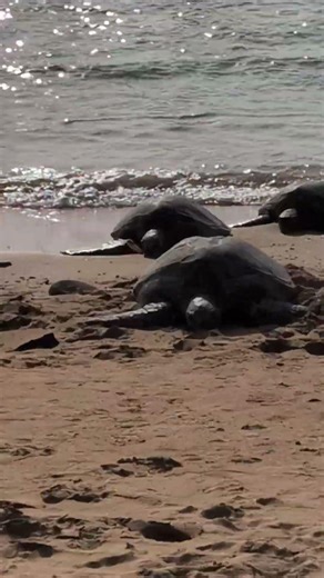33 Turtles nap on Poipu Beach Park.