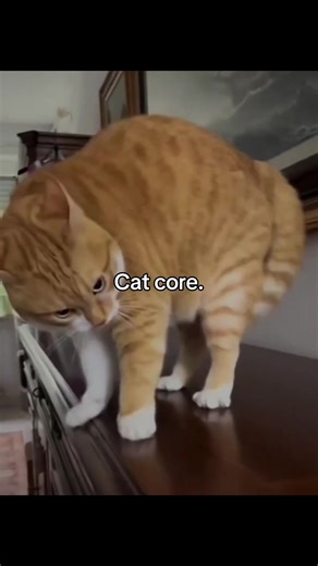 Adorable Cat Core Videos for Animal Lovers