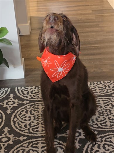 #pudelpointer | pudelpointer