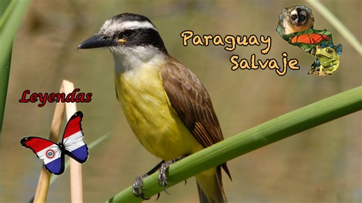 Hoy conocemos la "Leyenda del Pitogüe", y el significado de su presencia, según las creencias populares, ¡mirá! | Paraguay Salvaje