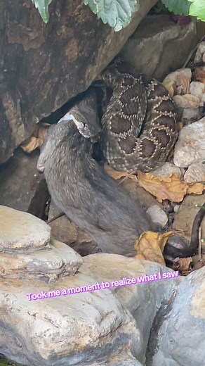 136K views · 1.8K reactions | Next time you think about killing a snake  think about how you feel about giant rats  #choices #thesnakeguy #Rattlesnake | The Snake Wranglers-California's most trusted snake relocation service | Facebook