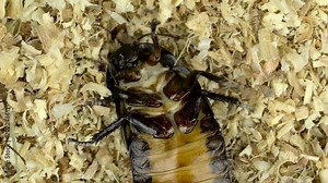 Cockroach lies on its back in the sawdust. Close up. Slow motion. View from above Stock Video