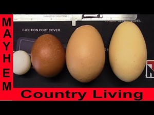 Egg sizes in your chickens