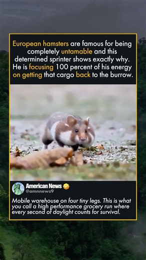 MAXIMUM CAPACITY HAMSTER