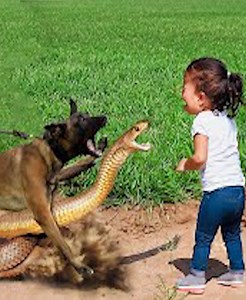 2.7K views · 27 reactions | 19 Safe and Easy Animal Rescue Moments Caught on Camera vs | Animals Life | Facebook