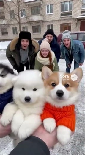 Three Sweater Puppies in the Snow Melt Everyone’s Heart ❄️🐶❤️