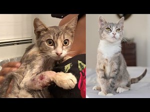 Street Cat Rescue: Kirby