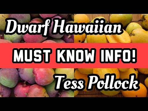 'Dwarf Hawaiian' Mango and 'Tess Pollock' Mango- Must Know Info!