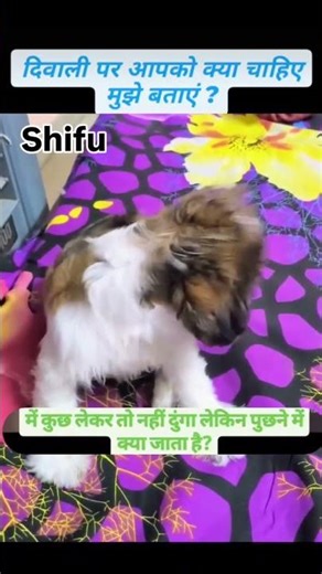 Naughty Shifu....👻.....#mastershifu #shihtzu #petshorts #youtubeshorts #dogshorts #cutedog #cutepet