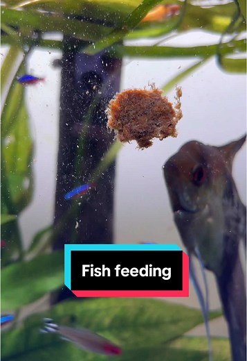Feeding My 55 Gallon Freshwater Fish Tank