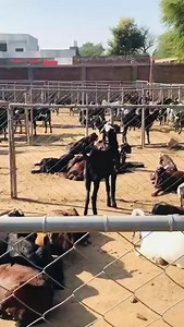 TMR Feed Back | Goat Land Farms