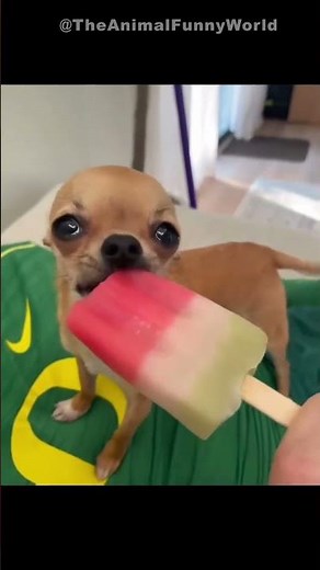 😺 Funny & Cute Animal Videos Compilaton Of The 2026 🤣