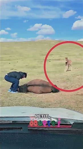 Un Homme Tente de Sauver un Cheval Épuisé sous le Soleil 🐴❤️