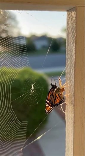 Butterfly Rescued by Spider on Porch #butterflyrescue #spiderweb