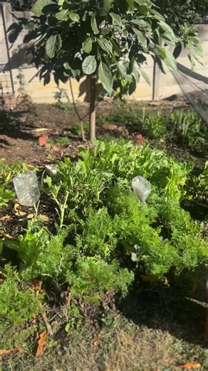 Seeds to sow in winter | Onions