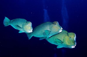 Green humphead parrotfish - Alchetron, the free social encyclopedia