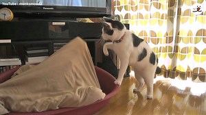 238K views · 10K reactions | HeyNot funny! Who's there!? | PECO | Facebook