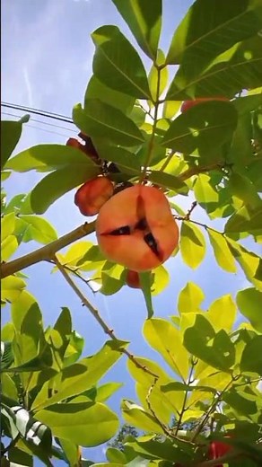 Jamaica’s Ackee Harvest #fruit #gardening #harvest #garden