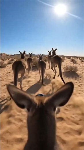 Kangaroo POV Running With the Herd in the Desert 🦘[17] #WildVisionPOV #GoProPOV #KangarooPOV