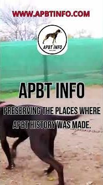 🏅 APBT INFO 🏅 American Pit Bull Terrier Yard Tour History