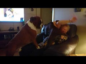 Lots Of Boxer Kisses And Love To Auntie 😍😍