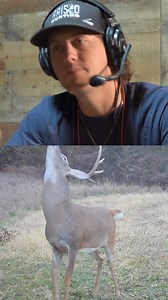 The secret to communicate with whitetails, glandular scents! | RAISED HUNTING