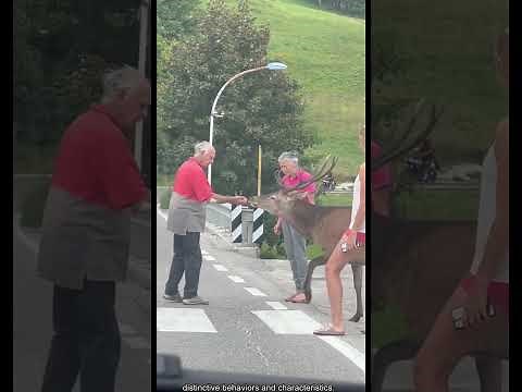 Epic Deer Videos 🦌🔥 | Amazing, Funny & Unexpected Deer Moments