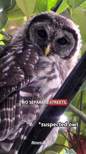 Owl attacks woman twice in 48 hours while jogging in Avondale