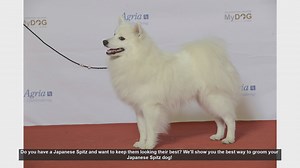 Ultimate Guide to Grooming Your Japanese Spitz