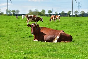 Six Breeds Of Dairy Cows And Where To Find Them