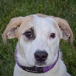 Huntley, IL - Great Pyrenees/Labrador Retriever. Meet Clover a Pet for Adoption - AdoptaPet.com