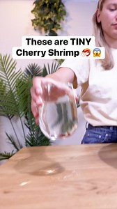 71K views · 872 reactions | Check out these Cherry Shrimp 戀 | Aquarium Info | Facebook