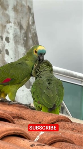 Blue fronted amazon bonded pair #birds