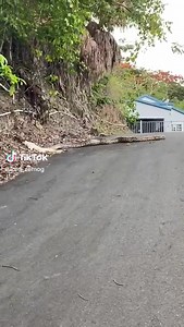 Video| Una pitón reticulada fue grabada en Naranjito El director de la Unidad de Vida Silvestre de Recursos Naturales, Ángel Atienza dijo a Telenoticias que, el tamaño de la serpiente del video es la mitad de lo que puede crecer. Come animales grandes como cabros y perros, por lo que representan peligro para las mascotas. Atienza dijo que se trata de la culebra más grande y larga del mundo, endémica de la India y que en Puerto Rico hay muchas. Recursos Naturales y personal de Manejo de Emergenci